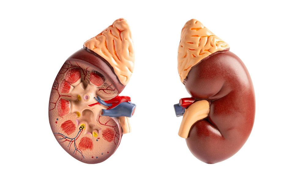 الفشل الكلوي الحاد والمزمن