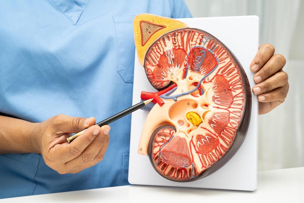 What to Watch For After a Kidney Transplant?